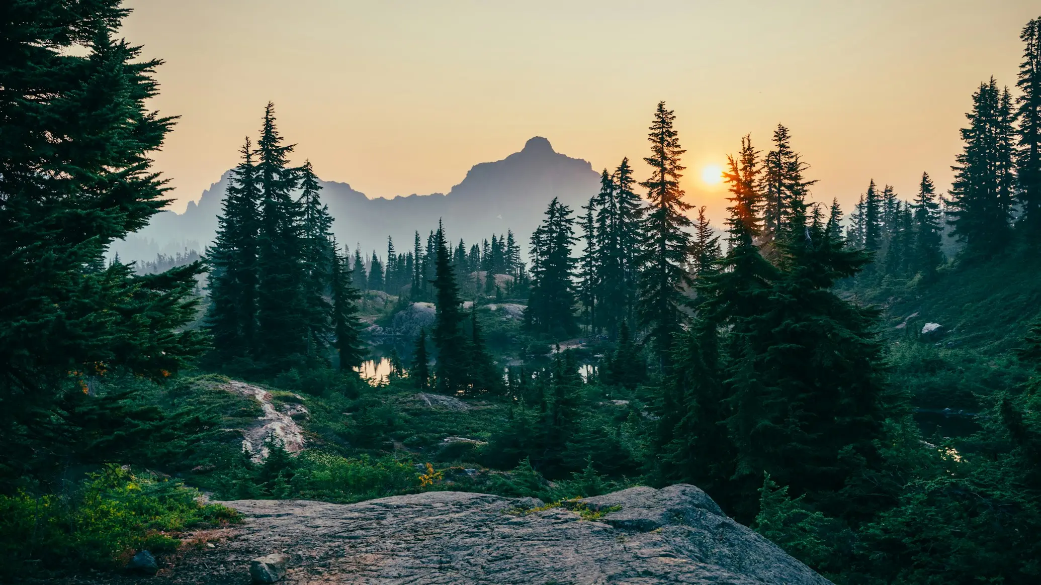 Nordic Forest